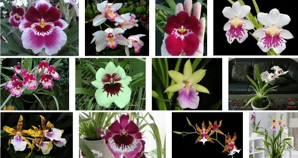 Giống Lan Vũ Nữ Miltonia, dễ áp dụng cách chăm sóc lan vũ nữ ra hoa tại Việt Nam