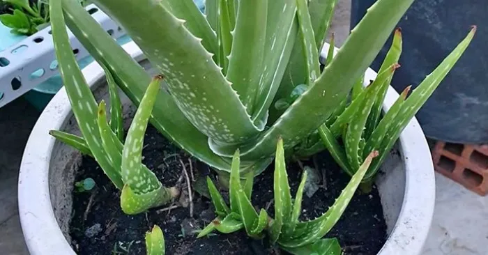 Giống nha đam Mỹ; mặt nạ; aloe vera; trị mụn; sử dụng; dạ dày; hỗ trợ; làm đẹp; Hà Nội; tế bào.