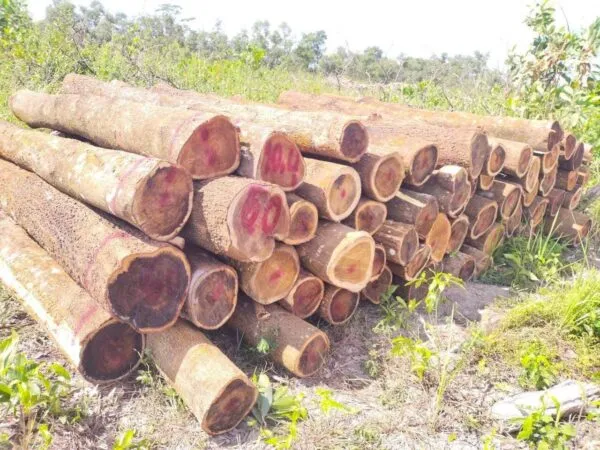 Gỗ keo lá tràm trưởng thành có màu nâu đỏ và vân thớ đẹp, phù hợp cho nội thất và xuất khẩu