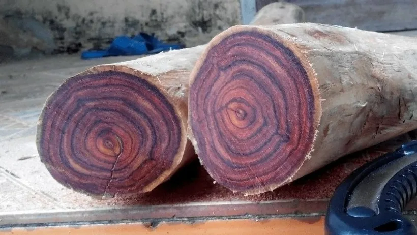 Gỗ sưa đỏ có giá trị kinh tế rất cao, được mệnh danh là “gỗ quý tộc”. Ảnh minh họa