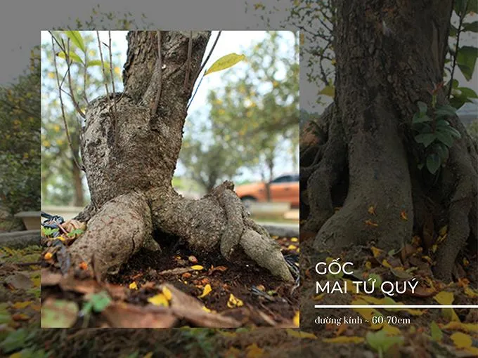 Gốc mai tứ quý cổ thụ có đường kính lớn thể hiện sự chăm sóc lâu năm và giá trị nghệ thuật cao