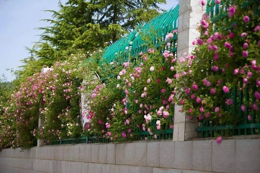 Góc nhìn từ trên xuống của một khu vực trồng cây hồng leo với nhiều chậu và giàn leo, thể hiện sự bố trí hợp lý của ánh sáng và không gian trong cách chăm sóc cây hồng leo