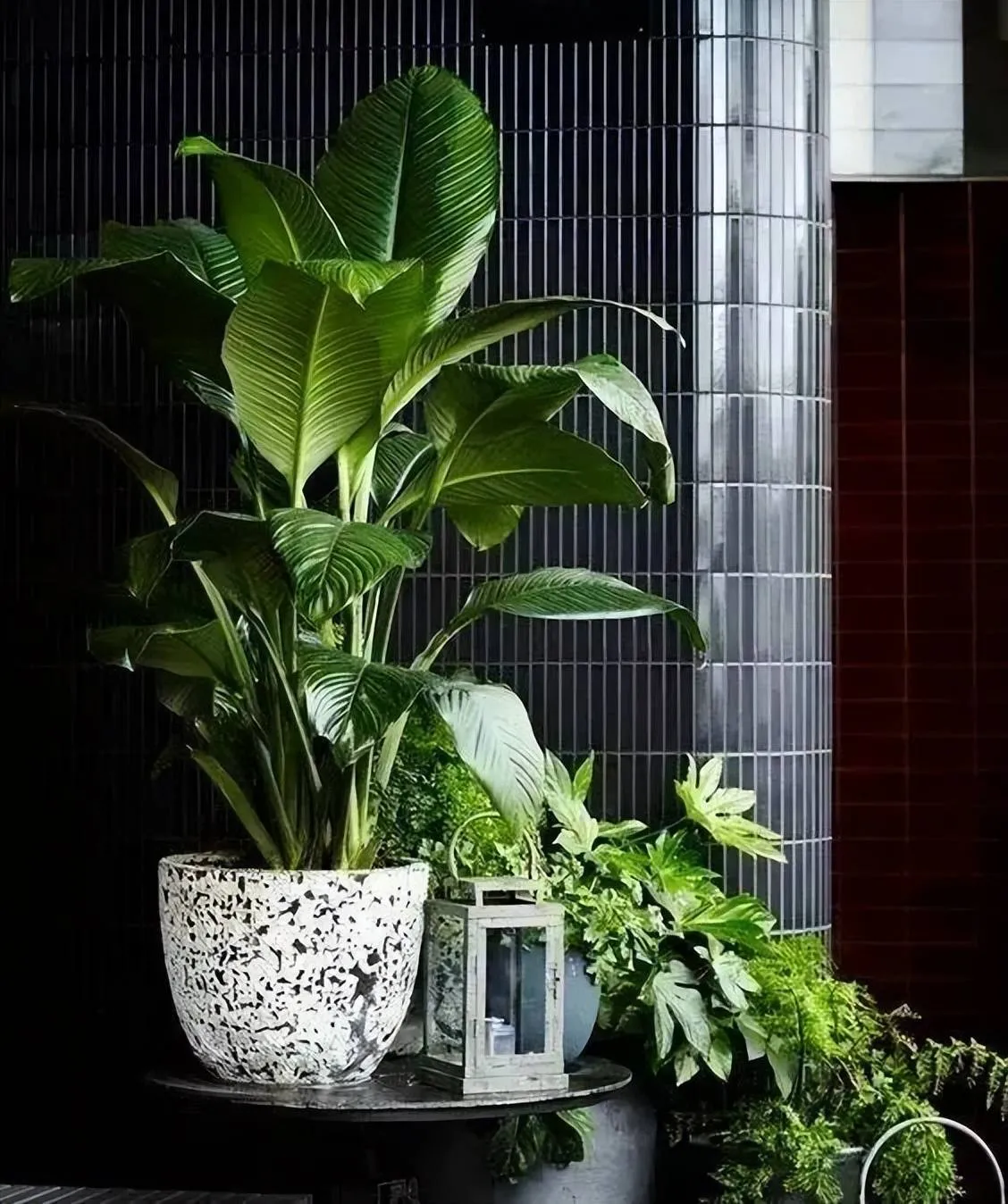 Góc phòng làm việc được trang trí với nhiều cây cảnh nhỏ, tối ưu hóa cách trồng cây cảnh trong nhà ở góc tường.