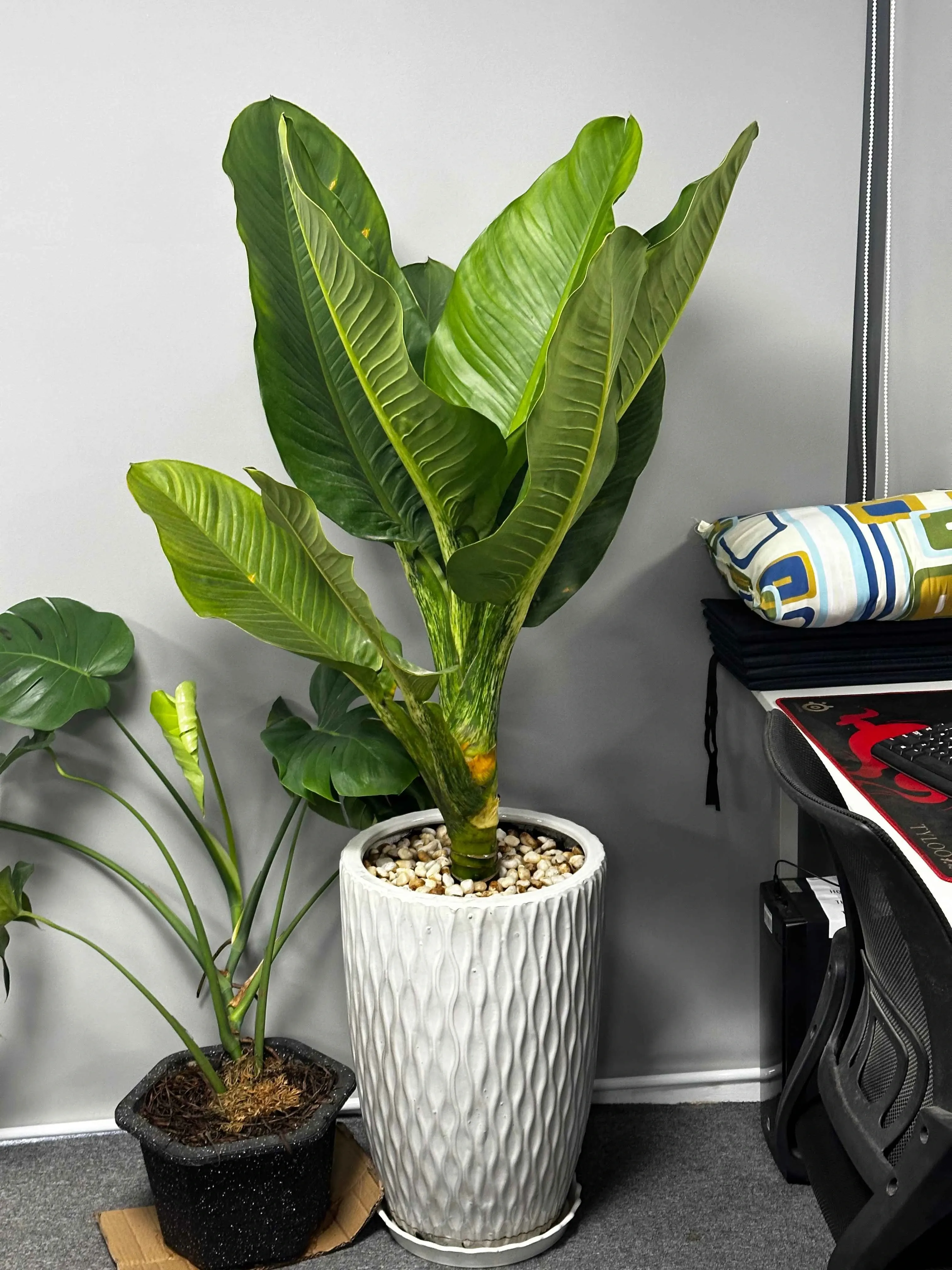 Gợi ý chọn cây Đại Phú Gia hợp mệnh để thu hút tài lộc