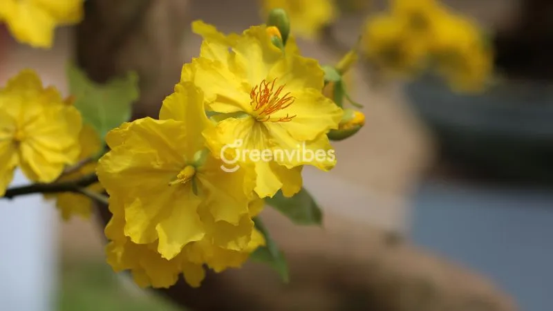 Greenvibes là địa chỉ mua hoa mai vàng nở đúng Tết uy tín, giá tốt