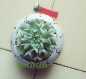 Hai chậu sen đá hoa cúc được đặt cạnh nhau cho thấy sự khác biệt về kích cỡ, có kích cỡ nhỏ hơn chiếc bật lửa, thể hiện rõ đặc tính cây mọng nước