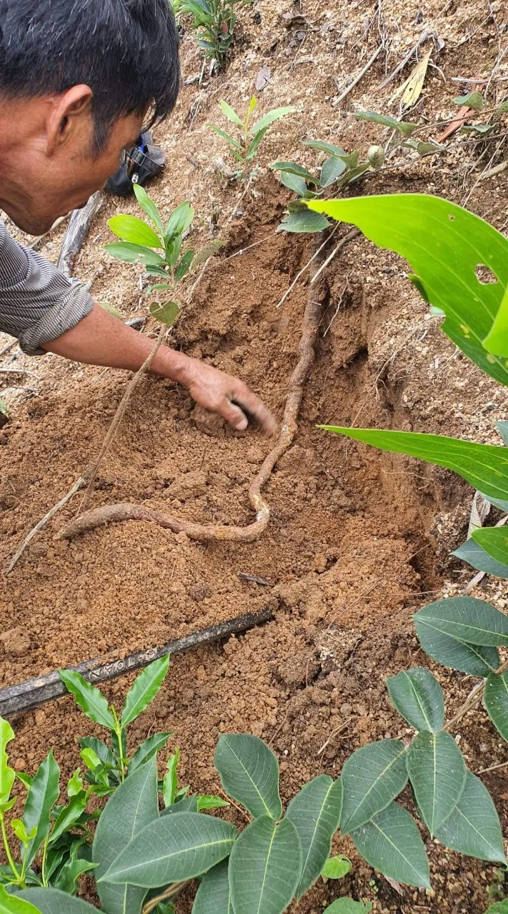Hai người đàn ông đang kiểm tra và giới thiệu về cây Hà Thủ Ô rừng, minh họa cho việc trồng cây hà thủ ô