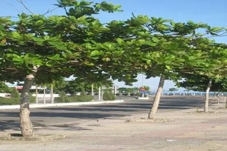 Hàng cây Bàng được trồng thẳng hàng trên vỉa hè đô thị tạo bóng râm cho người đi bộ