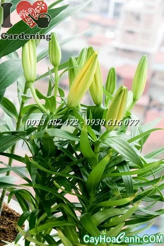 Hàng cây hoa ly đang nở rộ trong nhà vườn chuyên nghiệp