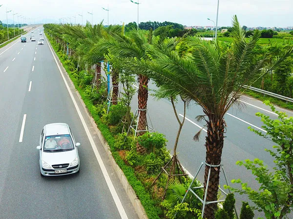 Hàng Chà Là trồng dọc theo dải phân cách, vừa tạo thẩm mỹ vừa giảm chói đèn xe ngược chiều