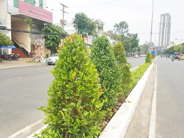 Hàng Hồng Lộc được cắt tán, tạo hàng rào xanh tự nhiên chống lóa trên dải phân cách