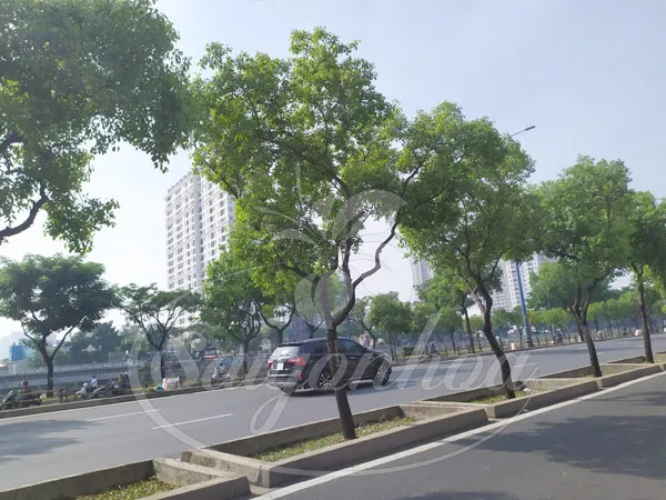 Hàng Long Não xanh tốt tạo mảng xanh lý tưởng trên dải phân cách giữa các làn đường lớn