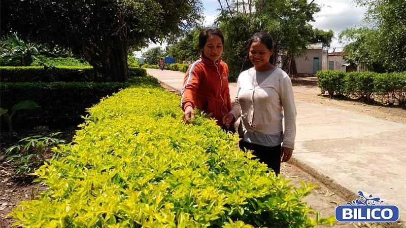 Hàng rào cây chuỗi ngọc được cắt tỉa gọn gàng với màu xanh tươi