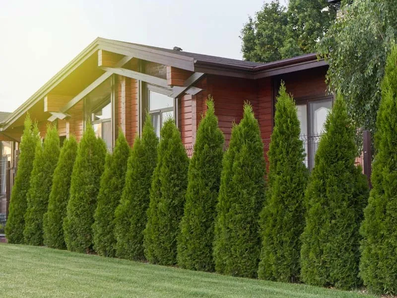 Hàng rào cây xanh được cắt tỉa gọn gàng tạo vẻ đẹp sinh động và cung cấp bóng mát
