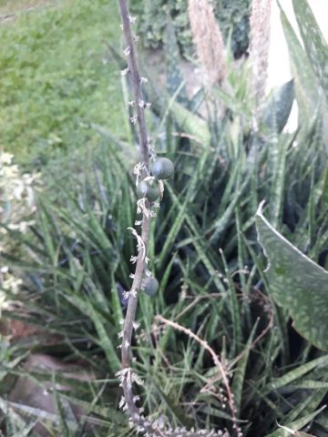 cách trồng lan trên thân cây Khô Theo Chuẩn Chuyên Gia