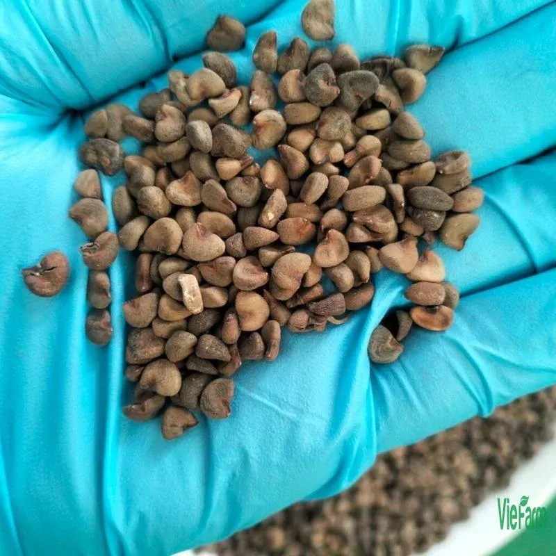 Hạt atiso già, to thì tỷ lệ nảy mầm cao