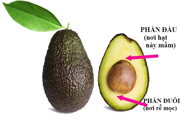 Hạt bơ đã được làm sạch, xác định rõ phần đầu và phần đuôi để chuẩn bị ngâm nước