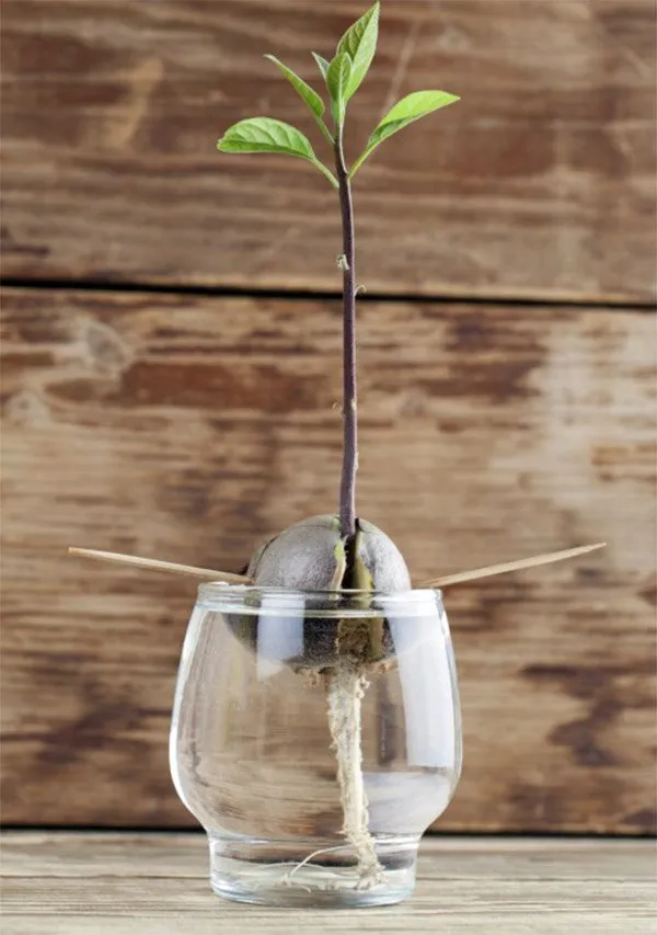 Hạt bơ nảy mầm sau quá trình gieo trồng