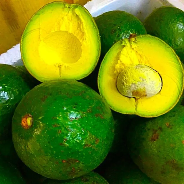 Hạt bơ sáp được sử dụng để chiết và nhân giống cây con tại vườn ươm