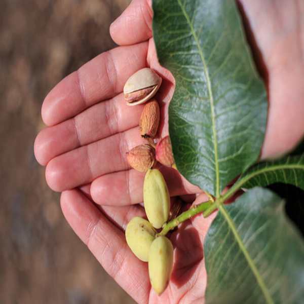 Cách Trồng Cây Hạt Dẻ Cười: Kỹ Thuật Chăm Sóc Chuyên Sâu Đạt Hiệu Quả Cao