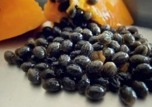 Hạt đu đủ chất lượng cao sau khi được làm khô ráo