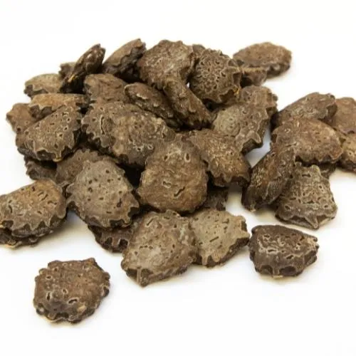 Hạt Gấc đã được bóc vỏ chuẩn bị cho quá trình gieo trồng