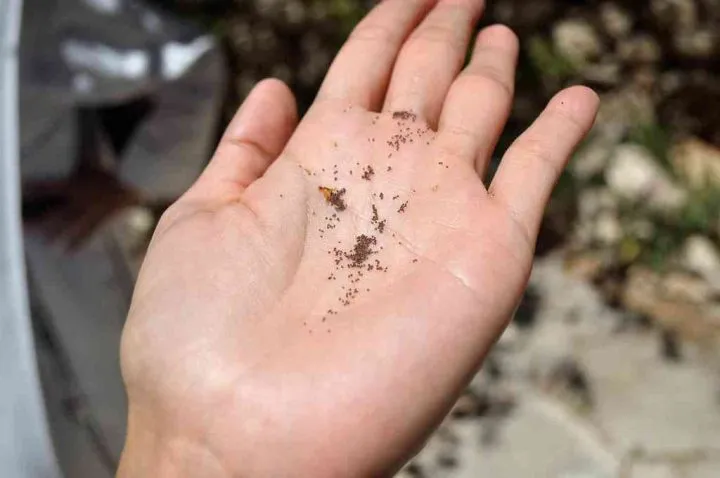 Hạt giống cải trời nhỏ li ti, sẵn sàng cho quá trình cách trồng cây cải trời hiệu quả.