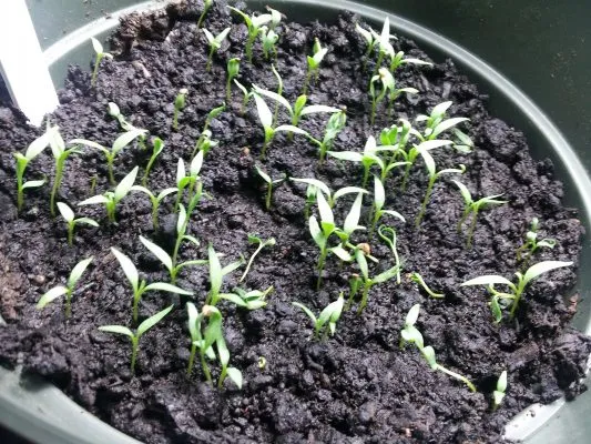 Hạt giống câu kỷ tử nảy mầm sau khi ngâm và ươm, thể hiện sức sống mạnh mẽ của cây