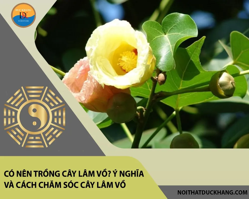 Hạt giống cây Lâm Vồ cần phải hạt mẩy, tròn đều để tăng khả năng sống sót.