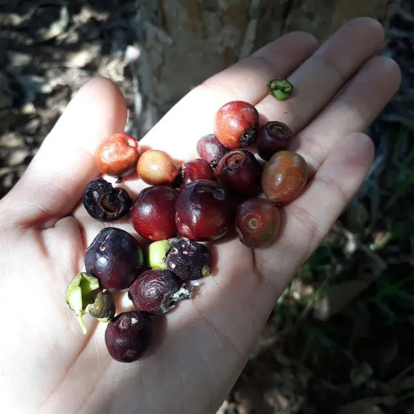 Hạt giống cây vối