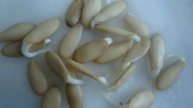 Hạt giống dưa leo sau khi được ủ đúng cách sẽ nứt vỏ, sẵn sàng cho công đoạn gieo trồng trong kỹ thuật trồng cây dưa leo tại nhà