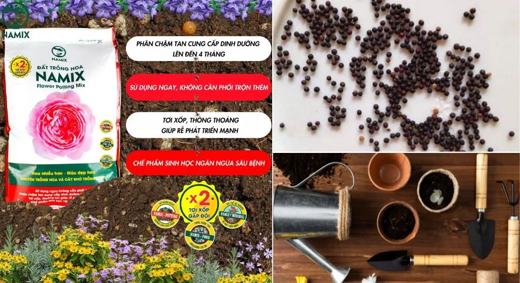 Hạt giống hoa baby và đất trồng tơi xốp đang được chuẩn bị trong một chậu nhỏ