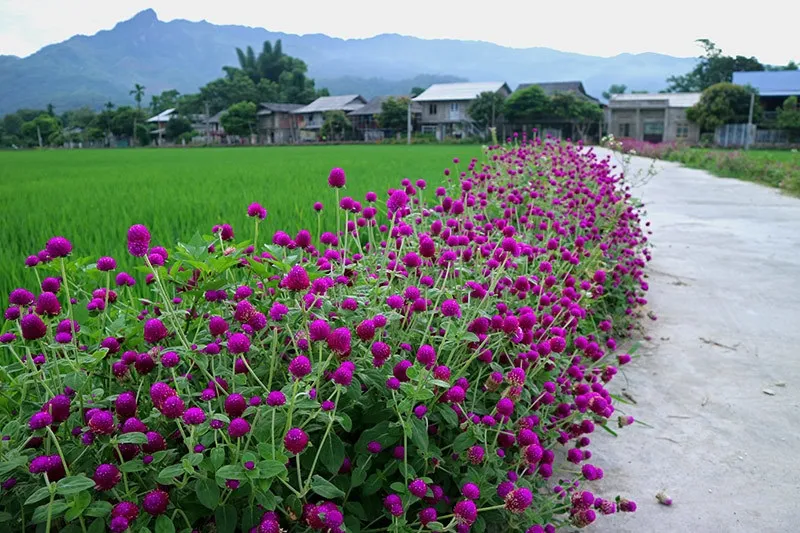 Hạt giống hoa cúc chất lượng cao sẵn sàng cho việc gieo trồng