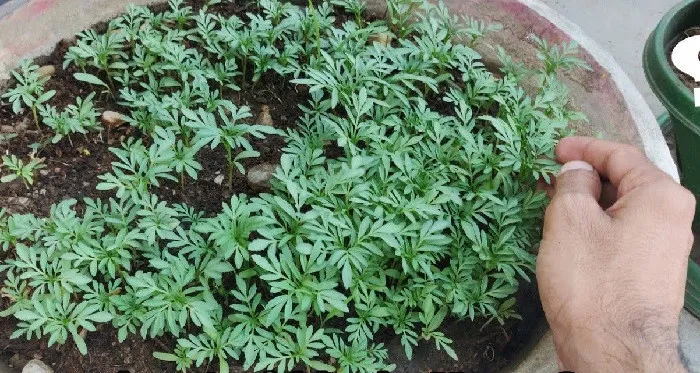 Hạt Giống Hoa Cúc Vạn Thọ