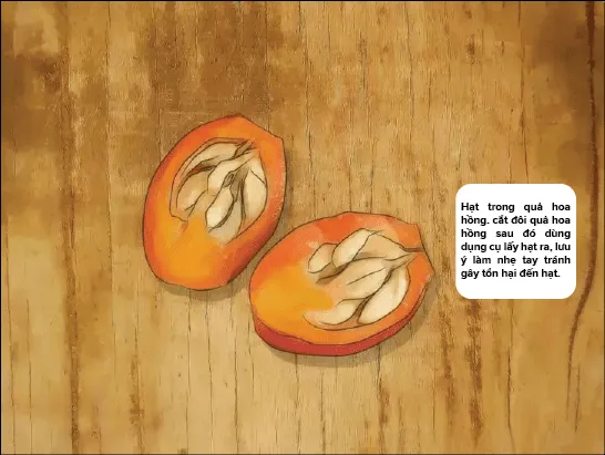 Hạt giống hoa hồng được tách ra từ quả hồng, đặt trên bề mặt sạch