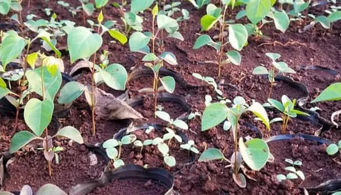 Hạt giống lá giang chất lượng cao dùng trong cách trồng cây lá giang bằng hạt