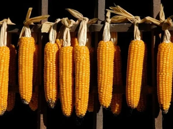 Hạt giống sau khi được làm khô đang được treo lên ở khu vực thoáng mát để bảo quản tránh ẩm mốc