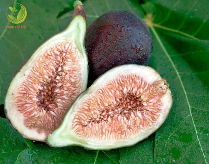 Hạt giống Sung Mỹ đang nảy mầm trong bầu đất ẩm, quy trình nhân giống bằng cách gieo hạt