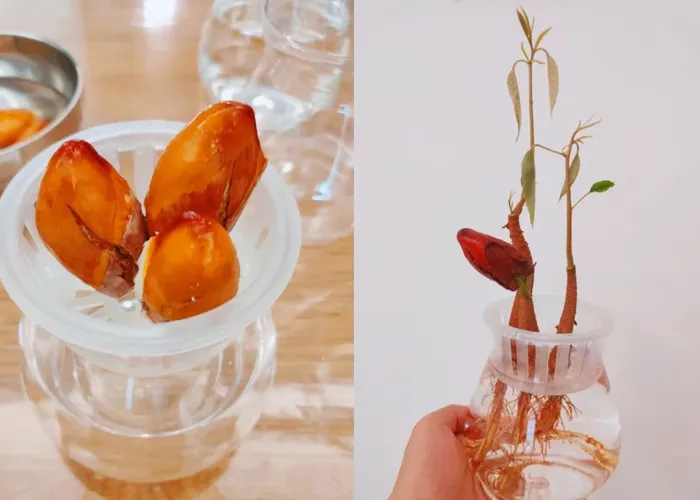 Hạt sầu riêng rất dễ nảy mầm