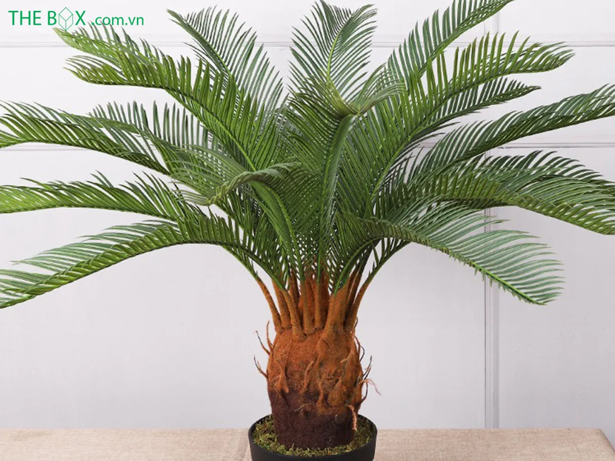 Hạt Vạn Tuế chứa chất Cycasin độc tính cao, có thể gây nguy hiểm