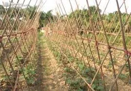 Hệ thống giàn chữ A vững chắc, cần thiết trong cách trồng cây dưa leo sai quả