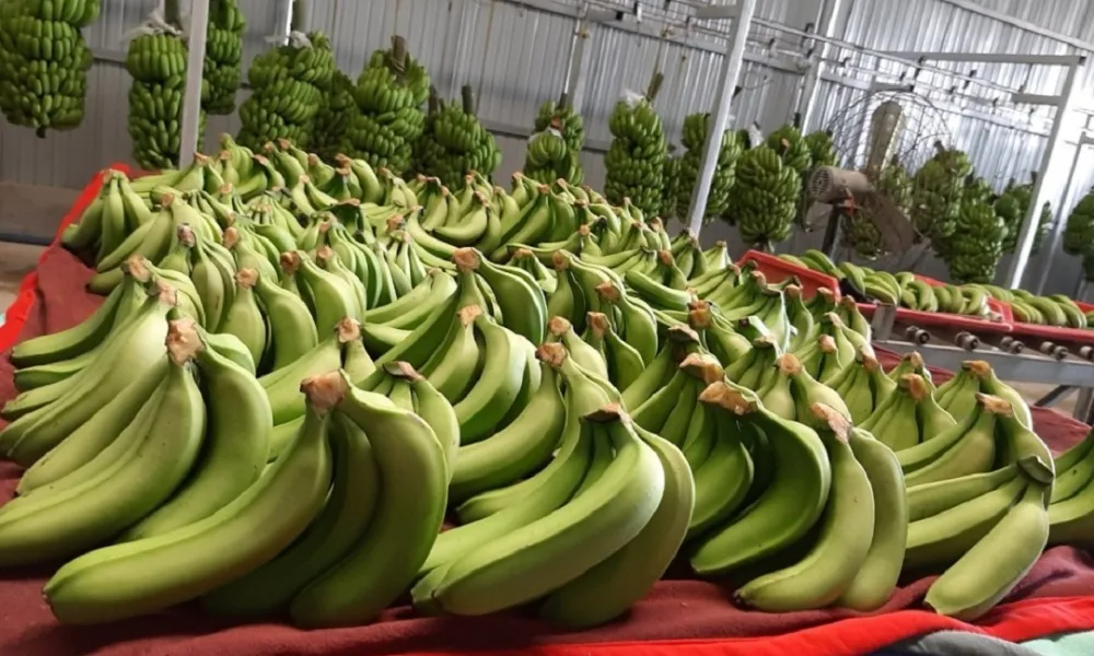 Hệ thống kho lạnh dùng để bảo quản chuối sau thu hoạch, kéo dài chu kỳ thương mại.