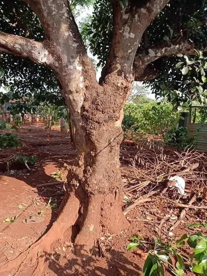 Hệ thống rễ cây mít cổ thụ đã được bao bọc kỹ lưỡng bằng lưới thép và bao bố để chuẩn bị cho quy trình cách trồng cây cổ thụ an toàn