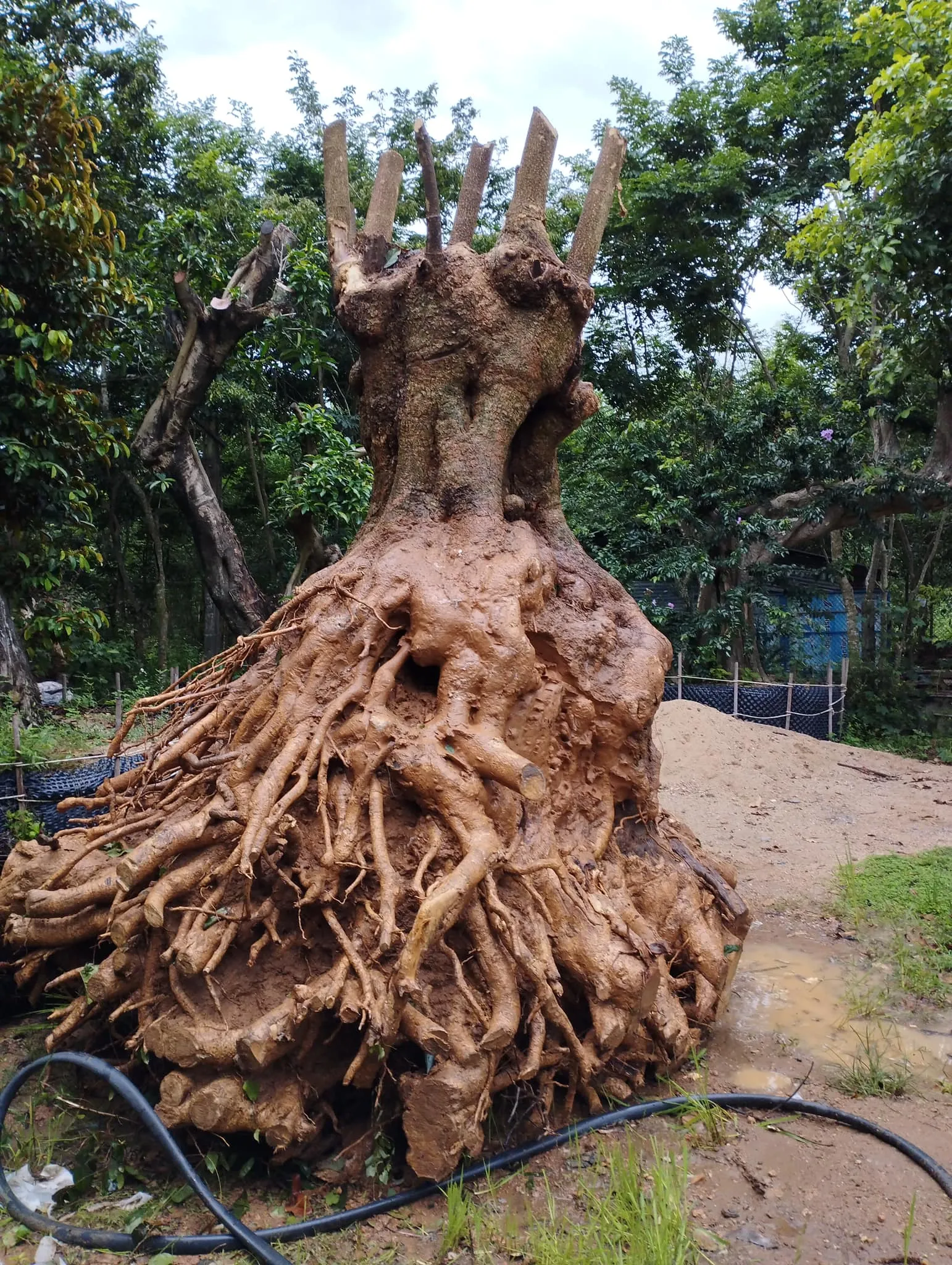 Hệ thống rễ chùm mạnh mẽ của cây Hoa Sữa giúp cây hấp thụ dinh dưỡng tốt