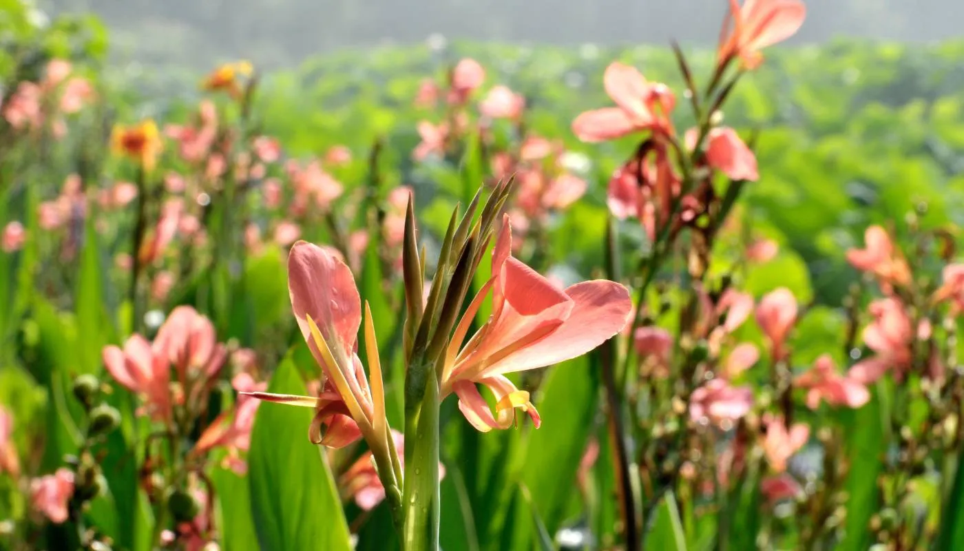 Hệ thống tưới nhỏ giọt cung cấp độ ẩm cho cây lay ơn