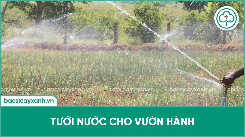 Hệ thống tưới phun mưa tự động đảm bảo độ ẩm thích hợp cho cây hành lá, tối ưu hóa cách chăm sóc cây hành lá.