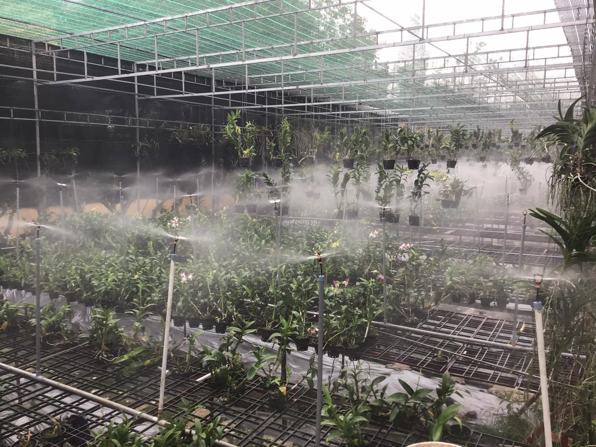 Hệ thống tưới phun sương giúp duy trì độ ẩm và làm mát cho vườn lan, đặc biệt cần thiết ở khí hậu nóng