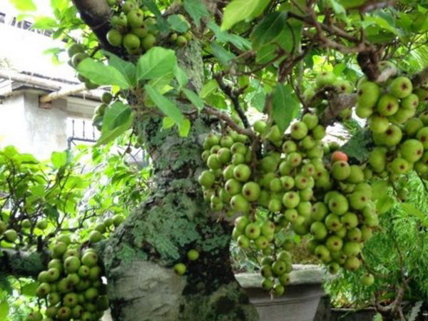 Cách Chăm Sóc Cây Sung Bonsai Để Sai Trái Quanh Năm Theo Chuẩn Chuyên Gia