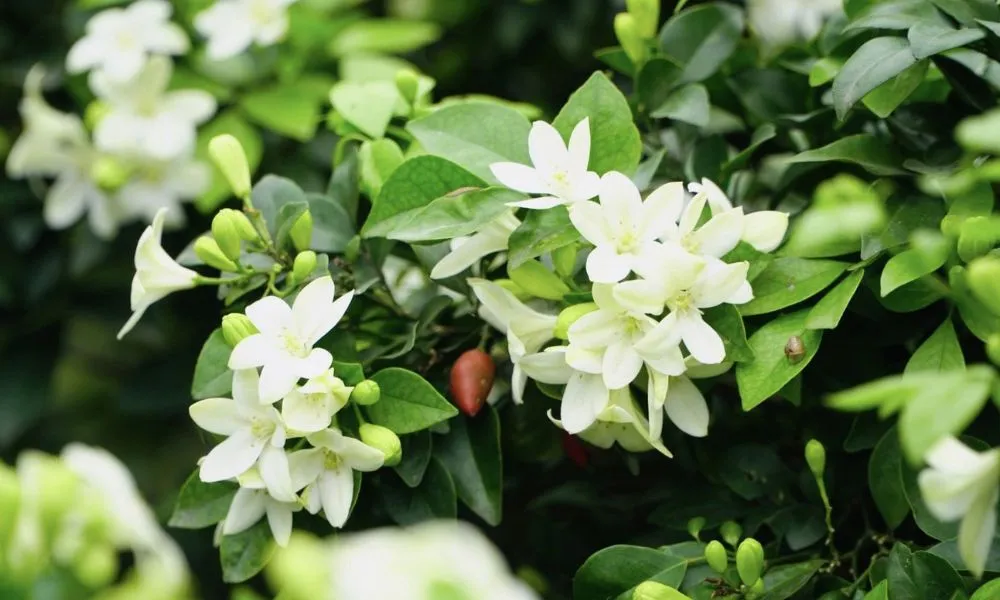 Hiện nay ở nước ta phổ biến với 3 loại Nguyệt Quế chính được dùng làm cây cảnh