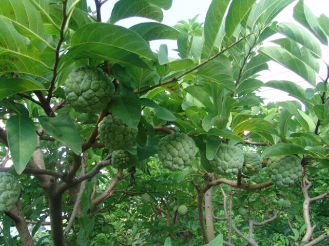 Cách Trồng Cây Na Thái Đạt Năng Suất Cao Nhất